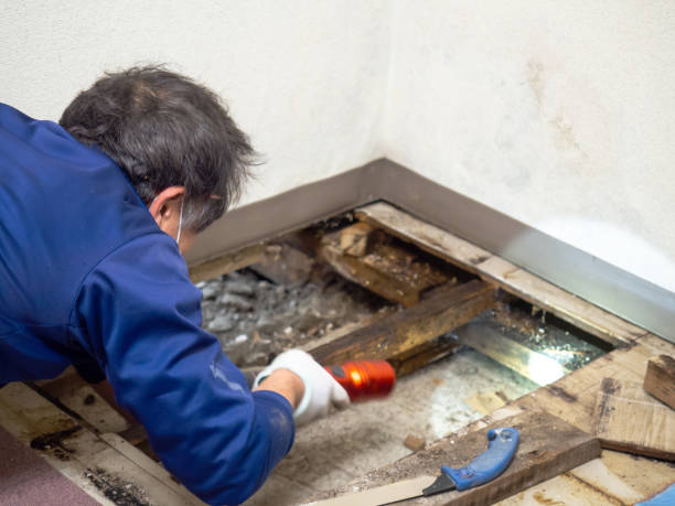 Best Office Mold Removal Services  in Brecksville, OH