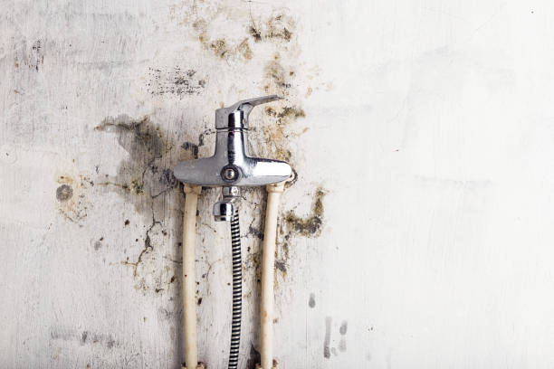 Best Mold Damage Repair  in Brecksville, OH