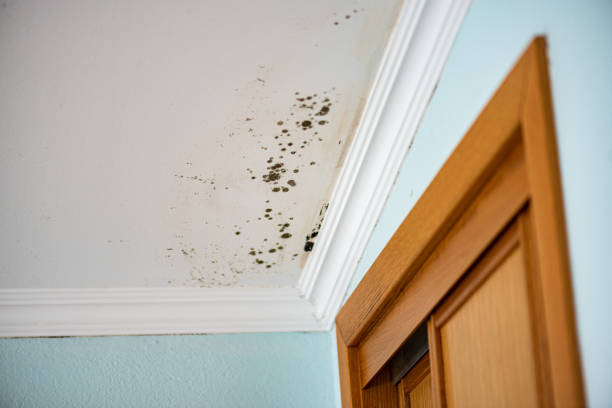 Best Emergency Mold Removal  in Brecksville, OH