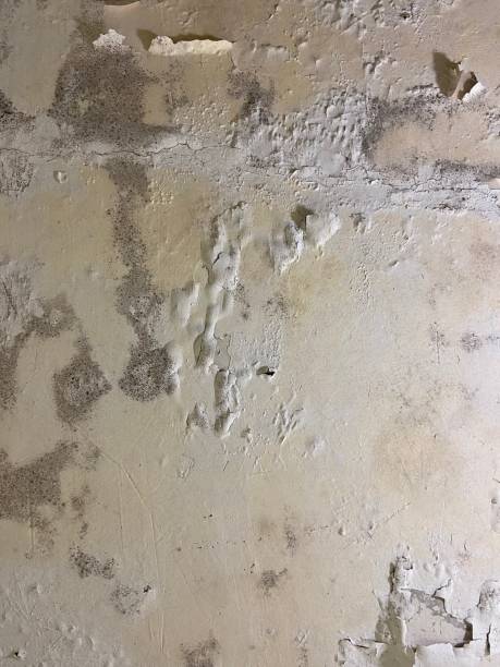Office Mold Removal Services in Brecksville, OH
