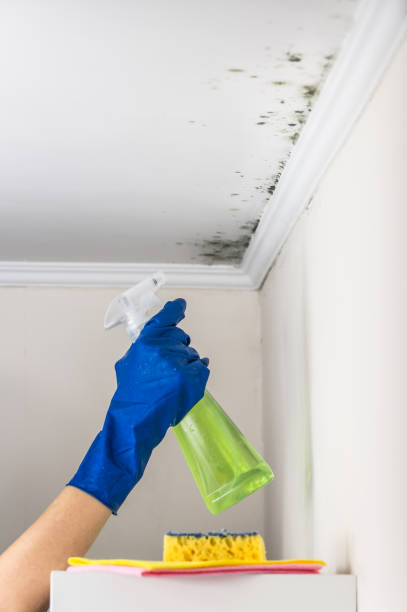 Professional Mold Removal in Brecksville, OH